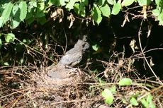 Amsel-9-Tag-9.jpg